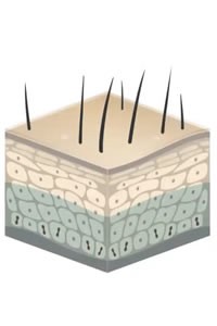 Curso DermatoHistopatología